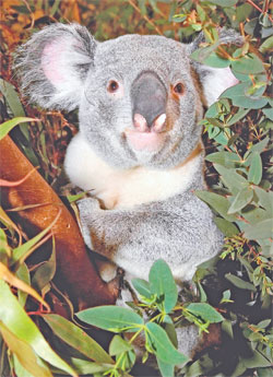 A koala perches in a tree at the San Diego Zoo in southern California. Two of their male koalas are on loan to the Indianapolis Zoo until Labor Day. Koalas are marsupials&mdash;like the kangaroo, wombat and opossum&mdash;not bears. Baby koalas are called &ldquo;joeys.&rdquo; Zoo staff members will order weekly shipments of eucalyptus from Florida and Arizona to feed the koalas this summer. (Submitted photo/courtesy San Diego Zoo and Indianapolis Zoo)
