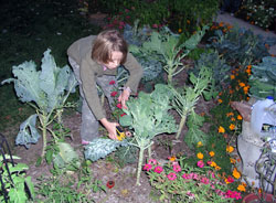 No&euml;lle Gal, 8, the granddaughter of Immaculate Heart of Mary parishioner Hugh Baker, harvests broccoli in the Community Garden at Immaculate Heart of Mary Parish in Indianapolis on Oct. 4. (Photo by Mike Krokos) 
