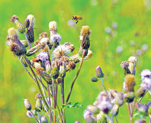 In this photo from June 12, a bee flies in search of nectar in a wildflower meadow on the campus of St. Thomas the Apostle Parish in Fortville. The meadow was a project of the parish&rsquo;s Creation Care ministry as an effort to increase local biodiversity and attract pollinators like bees, birds and other insects. (Photo by Natalie Hoefer)